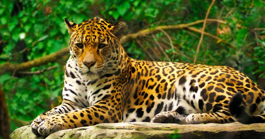 El jaguar colombiano: Un gigante al borde del abismo
