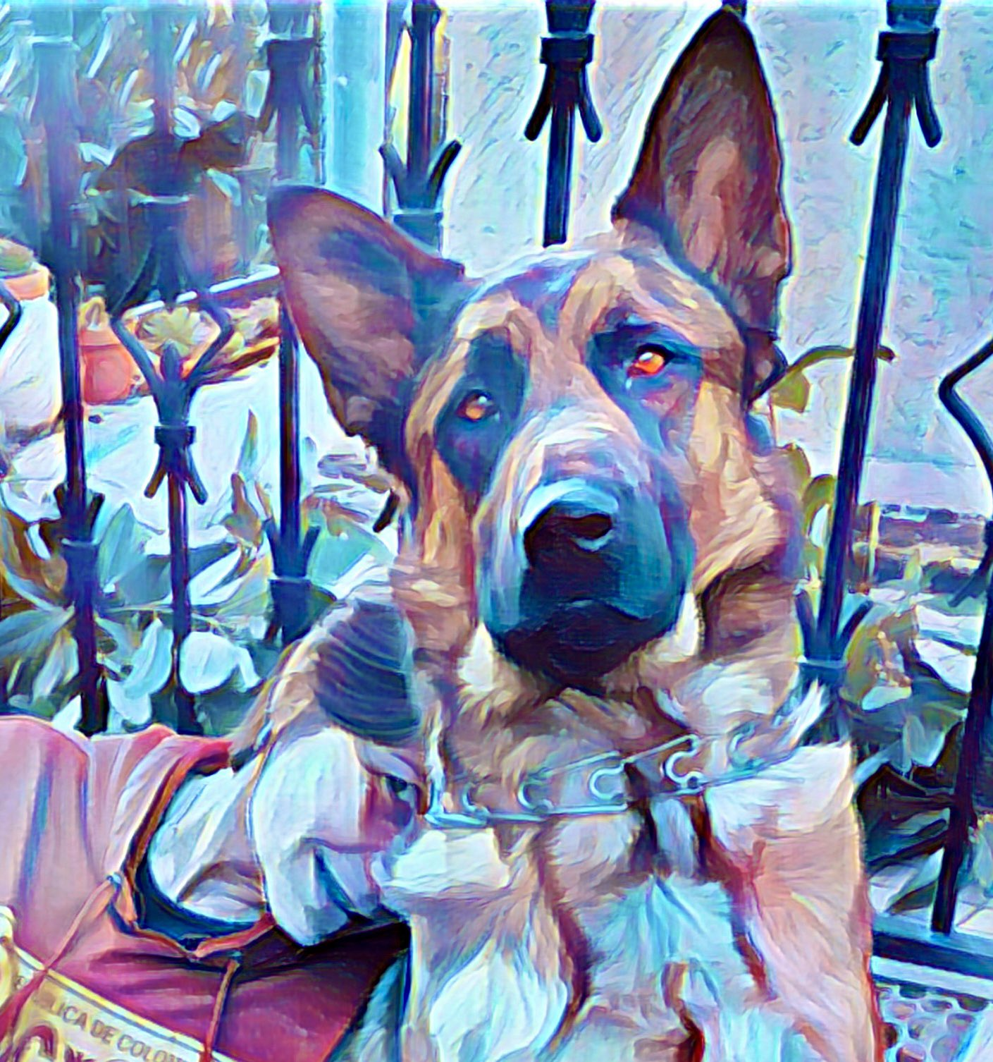 Carta a Andrea (Padilla) y a los animalistas colombianos